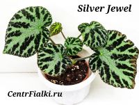 Бегония Silver Jewel взрослое растение