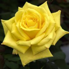 Роза флорибунда Николя Уло (Rose floribunda Nicolas Hulot)