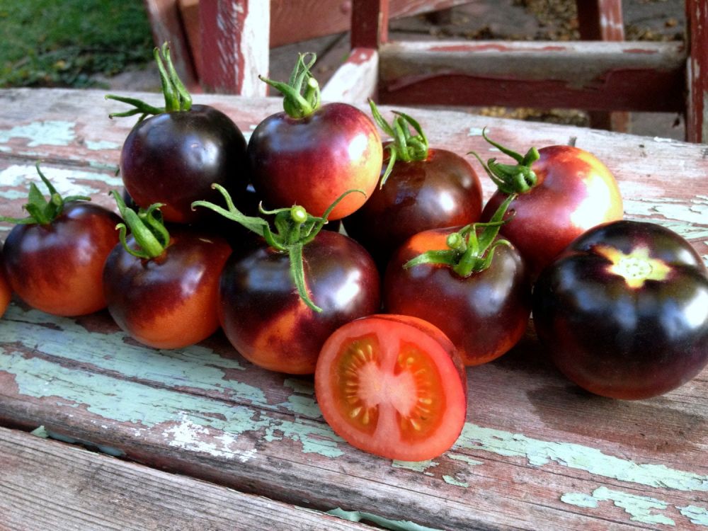 Томат Индиго Роуз: описание сорта помидоров, характеристики. Особенности посадки и выращивания, болезни и вредители, достоинства и недостатки, отзывы