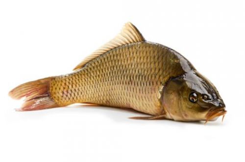 Sazan 1 kg