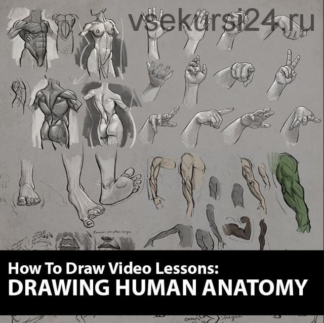 Как рисовать: рисуем анатомию человека / How to Draw: Drawing Human Anatomy (Аарон Блейз)