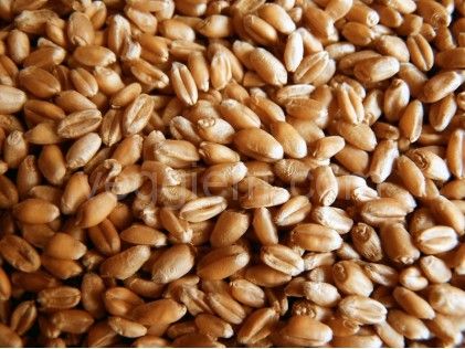 Органическая пшеница "Солнечная Земля",250 грамм