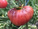 Tomat-Krasnaya-Krasotka-zip-Myazina
