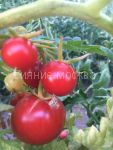Tomat-Lutescent-zip-Myazina