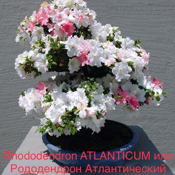 Rhododendron ATLANTICUM или Рододендрон Атлантический