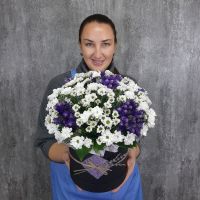 В прохладе Прованса