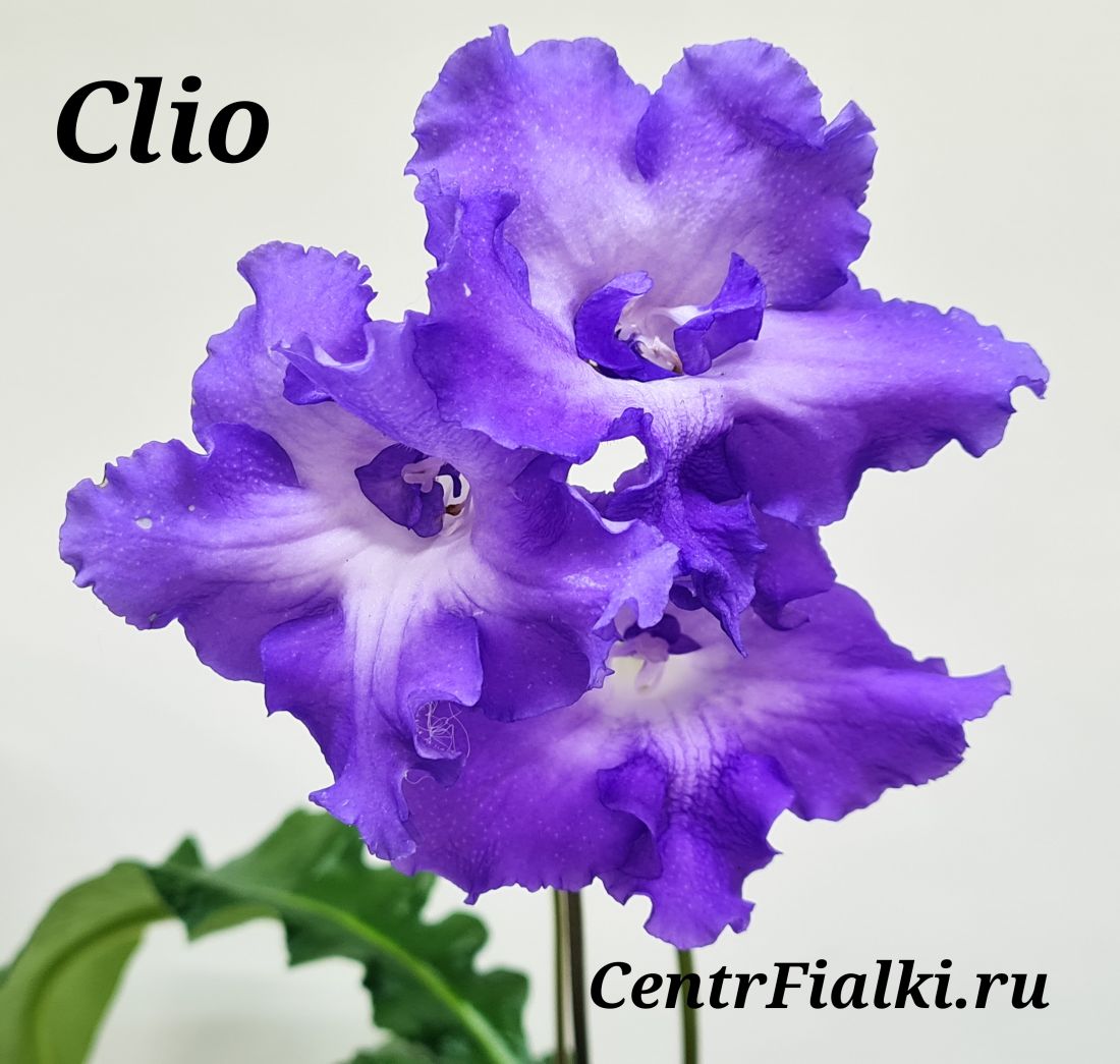 Clio (П. Клещыньски)