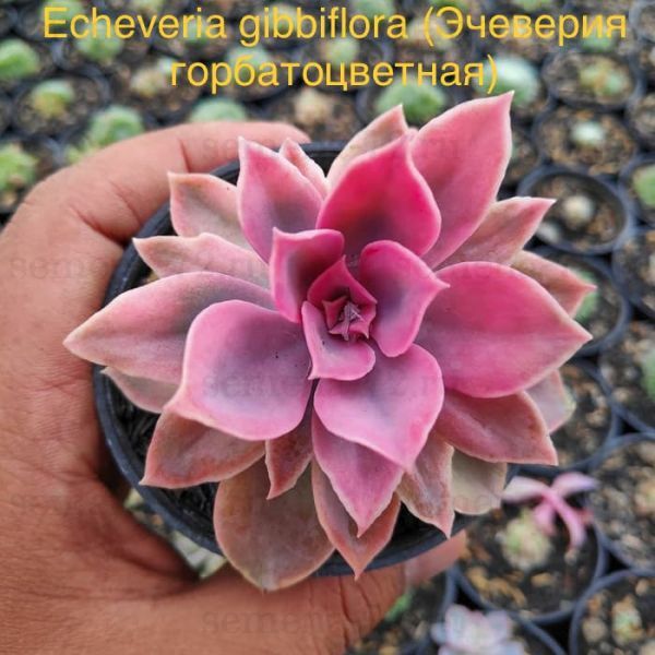 Эчеверия горбатоцветная, Эхеверия горбатоцветковая (Echeveria gibbiflora)