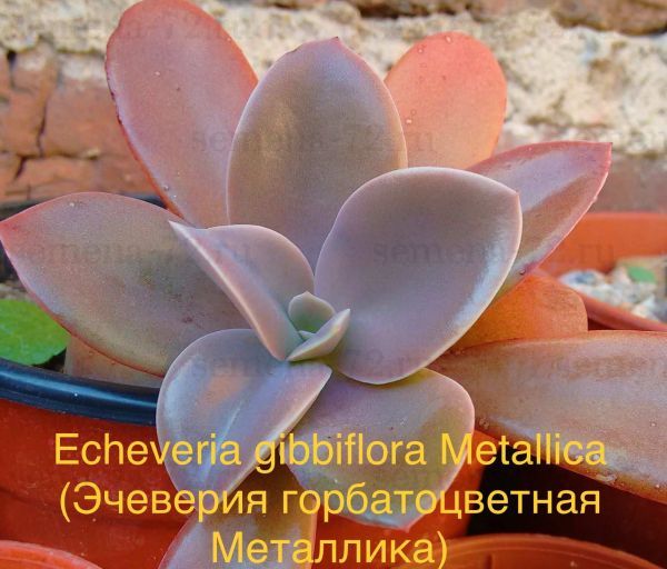 ​Эчеверия горбатоцветная Металлика, Эхеверия горбатоцветковая металлическая пестрая (Echeveria gibbiflora Metallica)