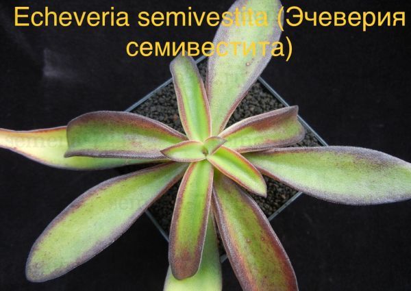 Эчеверия семивестита, Эхеверия семивестита (Echeveria semivestita)