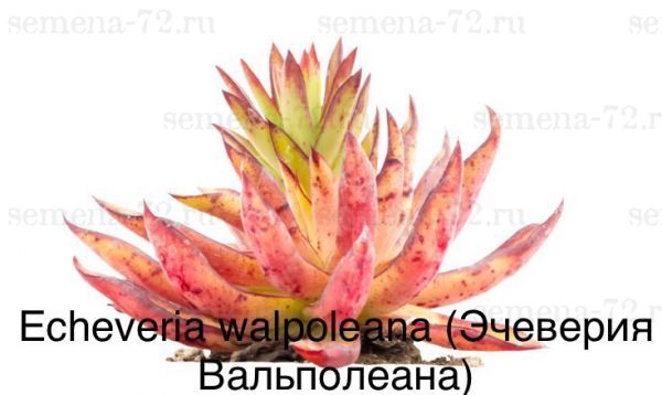 Эчеверия Вальполеана (Echeveria walpoleana)