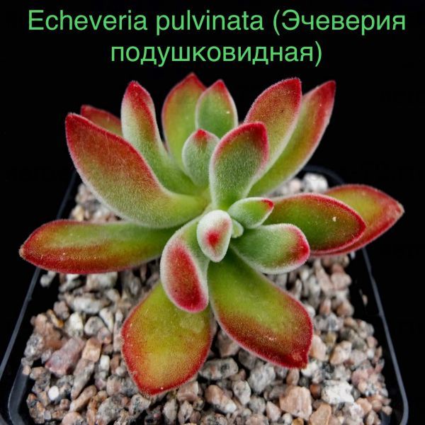 Эчеверия подушковидная, Эхеверия Пульвината (Echeveria pulvinata).