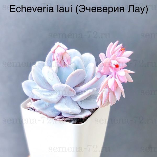 Эчеверия Лау, Эхеверия Лауи (Echeveria laui).