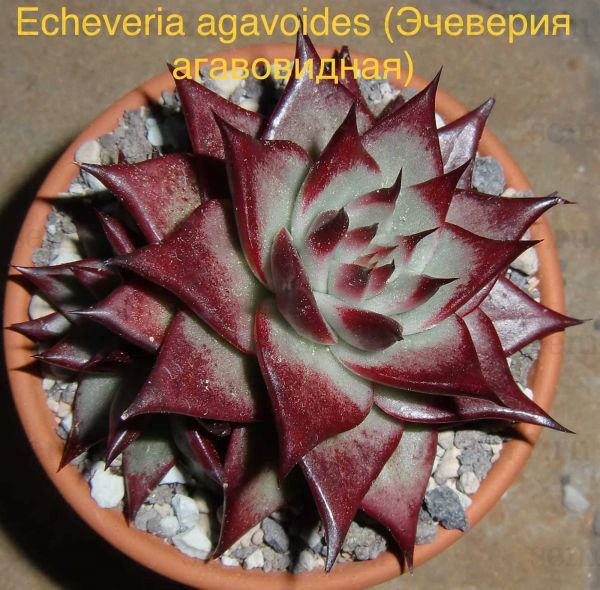 Эчеверия агавовидная, Эхеверия агавовая (Echeveria agavoides).