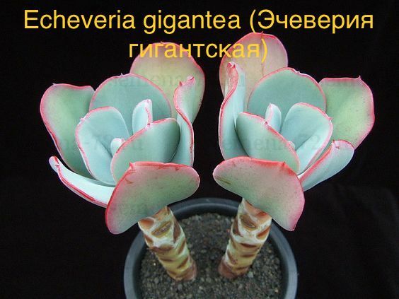Эчеверия гигантская, Эхеверия Гигантея (Echeveria gigantea).