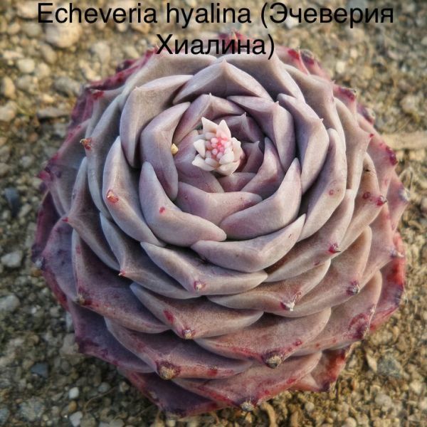 Эчеверия Хиалина, Эхеверия Гиалина (Echeveria hyalina).