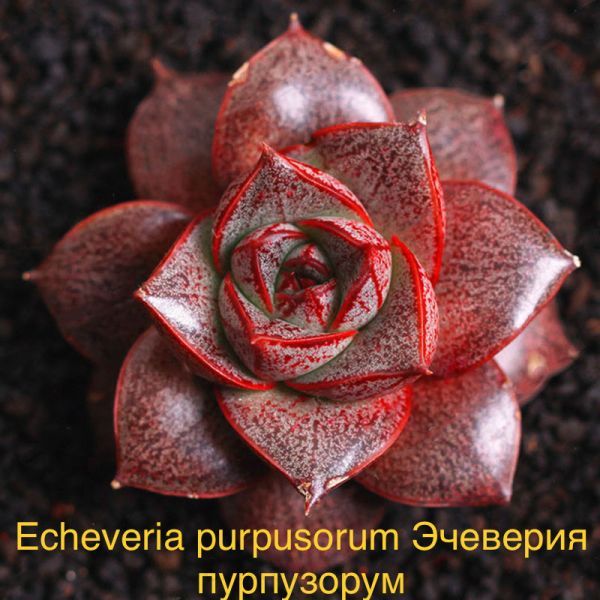 Эчеверия пурпузорум (Echeveria purpusorum).