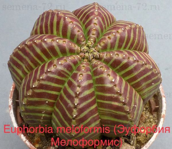 Эуфорбия Мелоформис, Молочай дыневидный (Euphorbia meloformis).