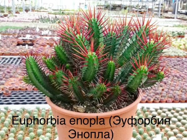 Эуфорбия Энопла, Молочай Энопла (Euphorbia enopla).