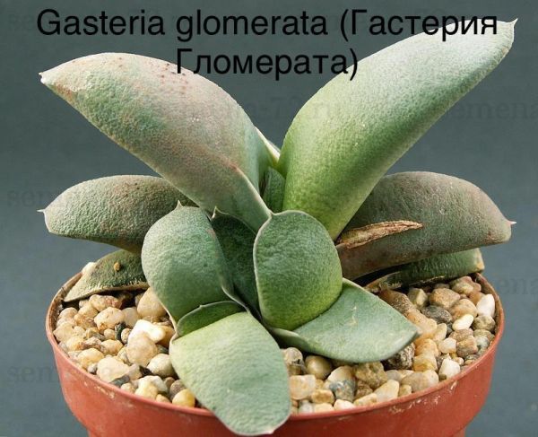 Гастерия Гломерата (Gasteria glomerata)