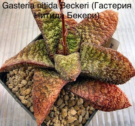 Гастерия Нитида Бекери, Гастерия сверкающая Бекера (Gasteria nitida Beckeri)