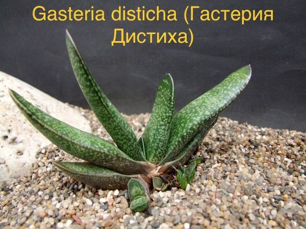 Гастерия Дистиха (Gasteria disticha).
