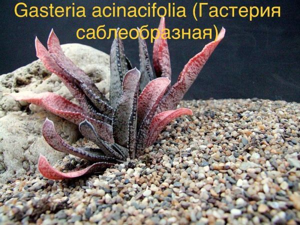 Гастерия саблеобразная (Gasteria acinacifolia).