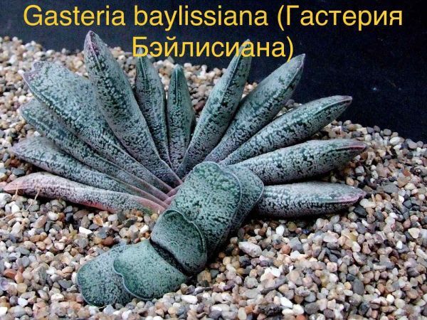 Гастерия Бэйлисиана (Gasteria baylissiana).