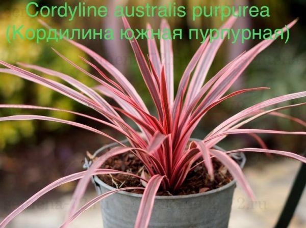 Кордилина южная пурпурная, Кордилина австралийская Пурпериа (Cordyline australis purpurea).