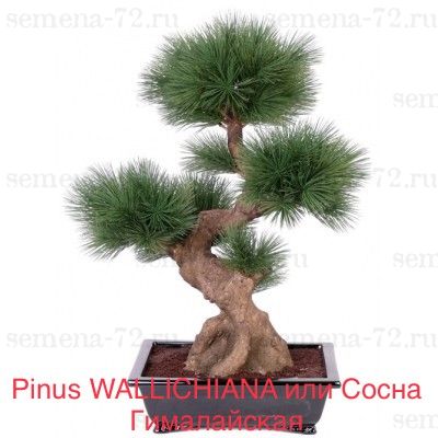 Pinus WALLICHIANA или Сосна Гималайская