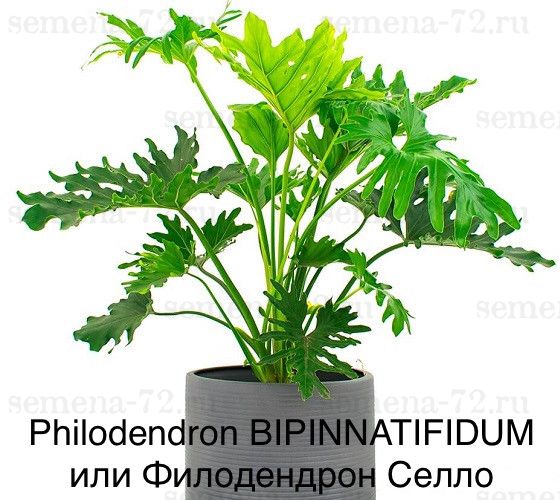 Philodendron BIPINNATIFIDUM или Филодендрон Селло
