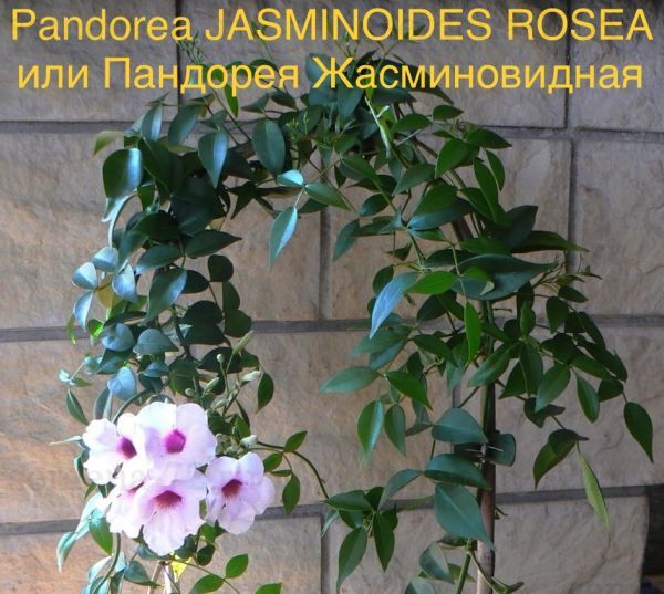 Pandorea JASMINOIDES ROSEA или Пандорея Жасминовидная