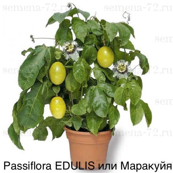 Passiflora EDULIS или Маракуйя