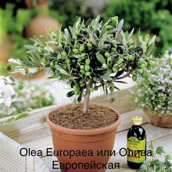 Olea Europaea или Олива европейская