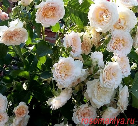 Роза Марджори Маршалл: особенности и характеристика сорта, посадка, выращивание и уход (отзывы)