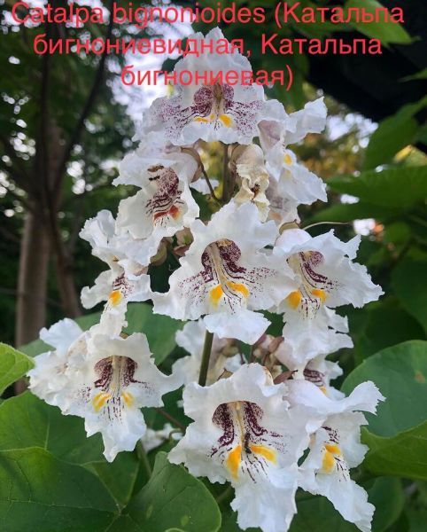 Catalpa bignonioides (Катальпа бигнониевидная, Катальпа бигнониевая)