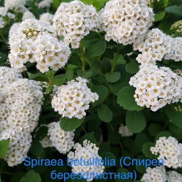 Spiraea betulifolia (Спирея березолистная)