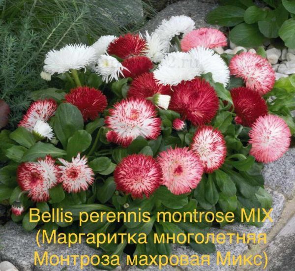 Bеllis perеnnis montrose MIX (Маргаритка многолетняя Монтроза махровая Микс)