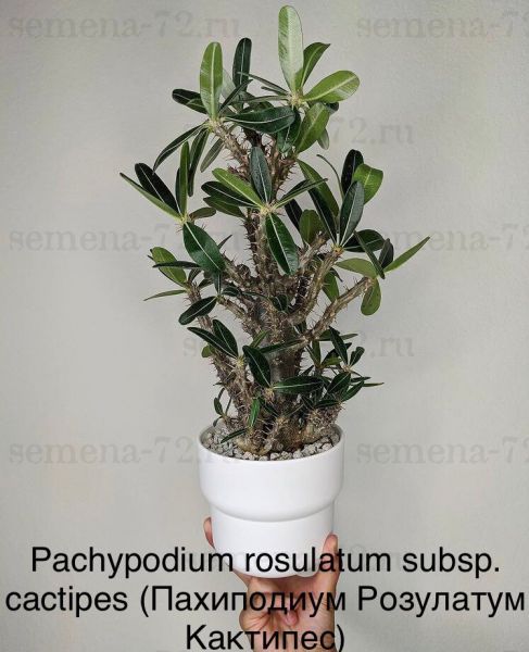 Pachypodium rosulatum subsp. cactipes (Пахиподиум Розулатум Кактипес)