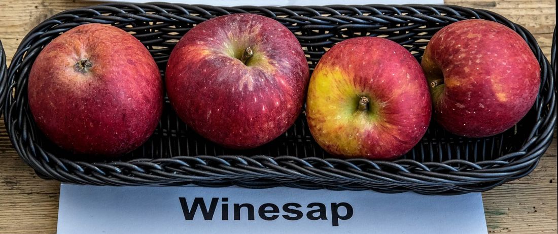 саженцы яблони Winesap