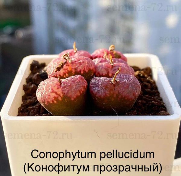 Conophytum pellucidum (Конофитум прозрачный)