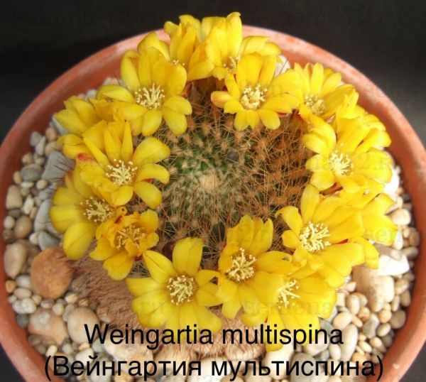 Weingartia multispina (Вейнгартия мультиспина)