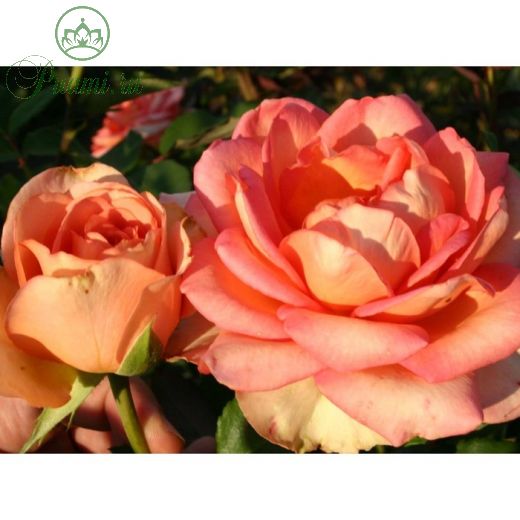 Саженец розы "Прометей", Канадская, 1 шт  Весна 2022