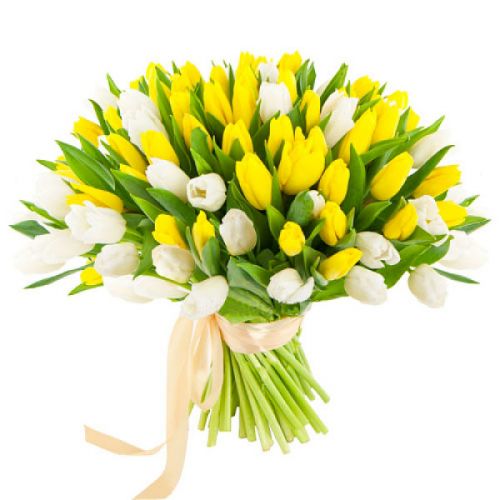 Бело-желтые тюльпаны под ленту
