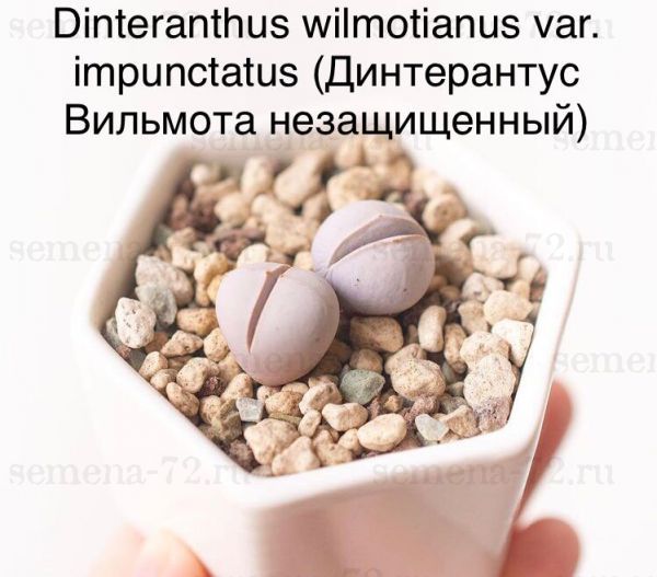 Dinteranthus wilmotianus var. impunctatus (Динтерантус Вильмота незащищенный)
