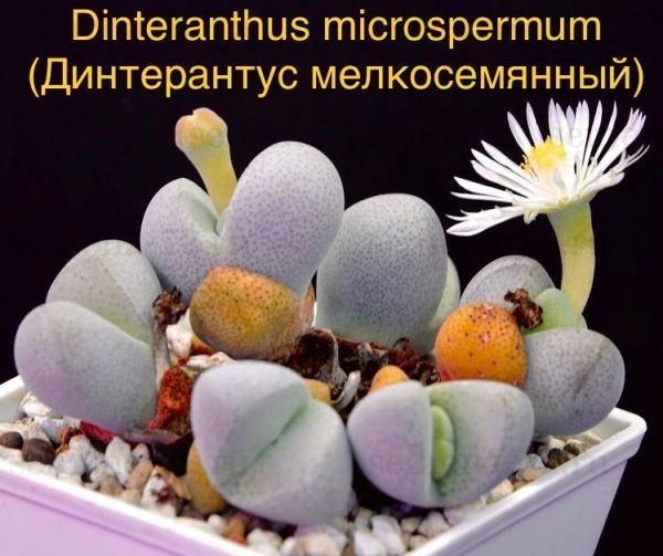 Dinteranthus microspermum (Динтерантус мелкосемянный)