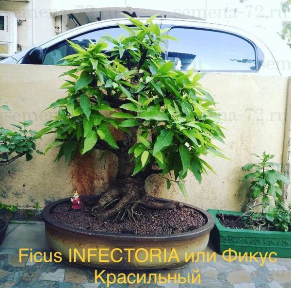 Ficus INFECTORIA или Фикус Красильный