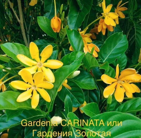 Gardenia CARINATA или Гардения Золотая