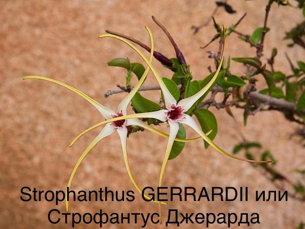 Strophanthus GERRARDII или Строфантус Джерарда