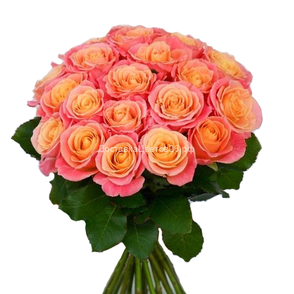 Персиковые розы "Мисс Пигги" (Россия 50, 60, 70 см)